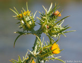 Esclimo-malhado // Spotted Golden Thistle (Scolymus maculatus)