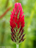 Trevo-vermelho // Crimson Clover (Trifolium incarnatum)
