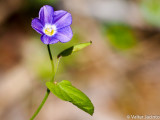 Convolvulus siculus