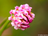 Dorycnopsis gerardii