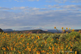 Jackson Hole sunflowers.jpg