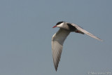 Mignattino piombato (Chlidonias hybridus) - Whiskered Tern