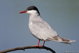 Mignattino piombato (Chlidonias hybridus) - Whiskered Tern