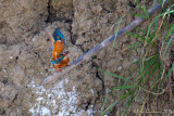 Martin pescatore (Alcedo atthis) Common Kingfisher -  Accoppiamento