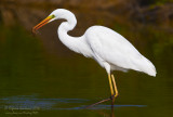 Airone bianco maggiore (Ardea alba) - Great Egret