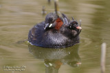 Tuffetto (Tachybaptus ruficollis)  - Little Grebe 