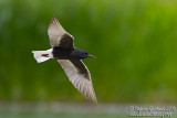 Mignattino alibianche (Chlidonias leucopterus) - White-winged Tern