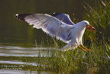 Gabbiano reale (Larus michahellis) - Yellow-legged Gull	