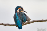 Martin pescatore (Alcedo atthis) - Common Kingfisher