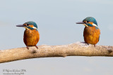 Martin pescatore (Alcedo atthis) - Common Kingfisher