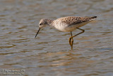 Albastrello  (Tringa stagnatilis) - Marsh Sandpiper