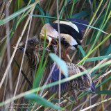 Tarabusino (Ixobrychus minutus) - Little Bittern