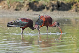 Mignattaio (Plegadis falcinellus) - Glossy Ibis	