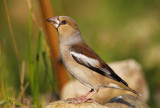 Frosone femmina (Coccothraustes coccothraustes) - Hawfinch	