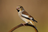 Frosone femmina (Coccothraustes coccothraustes) - Hawfinch	
