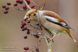 Frosone femmina (Coccothraustes coccothraustes) - Hawfinch	