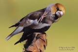 Frosone (Coccothraustes coccothraustes) - Hawfinch	