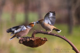 Frosone (Coccothraustes coccothraustes) - Hawfinch	