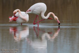 Fenicottero (Phoenicopterus roseus) - Greater Flamingo	