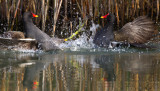 Gallinella dacqua (Gallinula chloropus) - Common Moorhen