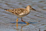 Combattente (Philomachus pugnax) - Ruff