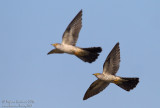 Cuculo (Cuculus canorus) - Common Cuckoo	