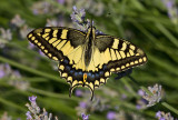 Macaone (Papilio machaon)