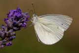 Cavolaia Minore (Pieris rapae)