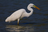 Airone bianco maggiore (Ardea alba) - Great Egret	