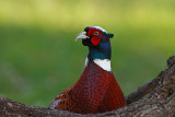 Fagiano (Phasianus colchicus) - Common Pheasant	