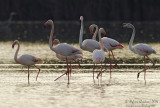 Fenicottero (Phoenicopterus roseus) - Greater Flamingo	