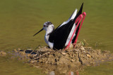 Cavaliere dItalia (Himantopus himantopus) - Black-winged Stilt