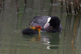 Folaga (Fulica atra) - Eurasian Coot