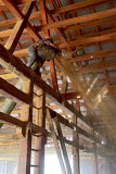 Steve up in the barn rafters.