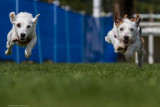 flying terriers