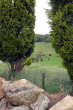 Tasmanian wineries: View at Holm Oak