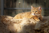 Sand Cat