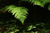 Fern