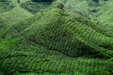 Tea Plantation 0352