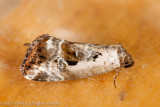 09396 Gemarmerd Heide-uiltje - Rosy Marbled - Elaphria venustula