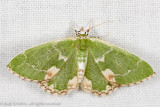 07971 Gevlekte Zomervlinder - Blotched Emerald - Comibaena bajularia