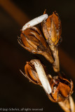 2692 Gewone Ruskokermot - Coleophora alticolella