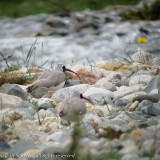 Ibisbill (Ibidorhyncha struthersii)