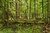 Bialowieza primeval forest