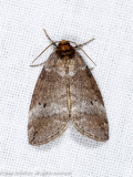 07490 Tweestip-orvlinder - Common Lutestring - Ochropacha duplaris