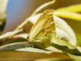 Gonepteryx cleobule - Canarische Cleopatra - Canary Brimstone