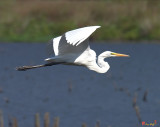 Great Egret in Flight (DMSB0046)
