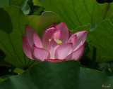 Lotus--Peeking Out i (DL016)
