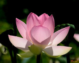 Lotus Beauty--Radiant Beauty (DL011)