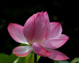 Lotus Beauty--Beauty in Disarray (DL027)